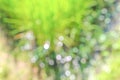White bokeh in rice field natural abstract patterns background
