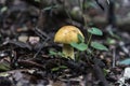 White Boletus edulis