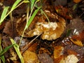 White Mushroom in forest Porcino, bolete, boletus.White mushroom on green background.Natural white mushroom growing in a forest. Royalty Free Stock Photo