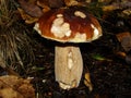 White Mushroom in forest Porcino, bolete, boletus.White mushroom on green background.Natural white mushroom growing in a forest. Royalty Free Stock Photo