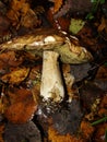 White Mushroom in forest Porcino, bolete, boletus.White mushroom on green background.Natural white mushroom growing in a forest. Royalty Free Stock Photo