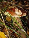 White Mushroom in forest Porcino, bolete, boletus.White mushroom on green background.Natural white mushroom growing in a forest. Royalty Free Stock Photo