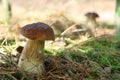 White boletus and mushroom silhouette