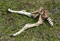 Bone of a Died Cow in Kalajun Grassland