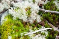 White bone lichen