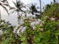 White boneset flower in India, Eupatorium serotinum plant in India, Indian boneset flower plant in wild. Royalty Free Stock Photo