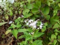 White boneset flower in India, Eupatorium serotinum plant in India, Indian boneset flower plant in wild. Royalty Free Stock Photo