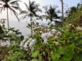 White boneset flower in India, Eupatorium serotinum plant in India, Indian boneset flower plant in wild. Royalty Free Stock Photo