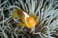 White Bonnet Anemonefish and Anemone Tentacles