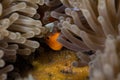 White Bonnet Anemonefish and Eggs
