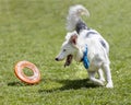 White dog running beside frisbee