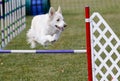 White border collie going over agility jump