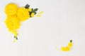 White border with yellow chrysanthemums daisy flowers on white b Royalty Free Stock Photo