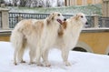 White borzoi dogs Royalty Free Stock Photo