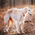 White Borzoi, Hunting Dog In Spring Autumn Forest Royalty Free Stock Photo