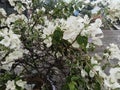 White bougainvillea that blooming in the hot summer