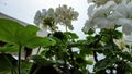 White bougainvillea flower isolated on natural green background