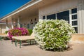 White bougainvillea bush exotic flower