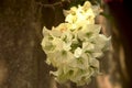 White Bougainvillea