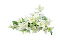 White Bougainvillea Flower