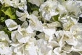 white bougainvillea flower on the wall Royalty Free Stock Photo