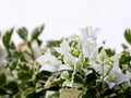 White Bougainvillea Flowers in Full Bloom