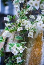 White bougainvillea flowers on a stone wall. Selective focus. Royalty Free Stock Photo