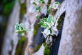 White bougainvillea flowers on a stone wall. Selective focus. Royalty Free Stock Photo