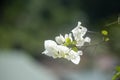 White Bougainvillea flowers