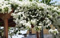 White bougainvillea flowers