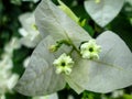 White Bougainvillea - Small Actual Flowers