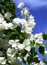 White Bouganvillea