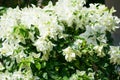 white Bougaville flower Royalty Free Stock Photo