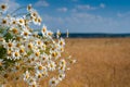 White bouqet of camomile in front of wheat field Royalty Free Stock Photo