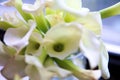 White Bouquet of Calla Lilies Royalty Free Stock Photo