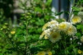 A white bouquet of chrysanthemums blooming in autumn
