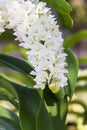 White bouquet orchid in the gaden and copy space