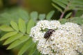 A white bouquet of small flowers with a dark colored beetle on it and a blurred background of greenish tree leaves Royalty Free Stock Photo