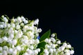 White bouquet small flowers of May lily of the valley on a black background. Poisonous fragrant plant Convallaria majalis. Royalty Free Stock Photo