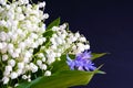 White bouquet small flowers of May lily of the valley on a black background. Poisonous fragrant plant Convallaria majalis.