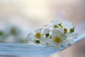 White bouquet of wild roses resting on the edge of a glass bowl with a beautiful spring bokeh
