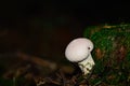 White bovist mushroom Royalty Free Stock Photo