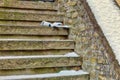 Ribbon on snow covered stairs Royalty Free Stock Photo