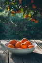 a white bowl of persimmons on a nature background