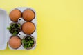 Box of brown eggs plants yellow background Royalty Free Stock Photo