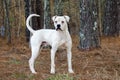White Boxer American Bulldog dog