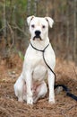 White Boxer American Bulldog dog