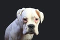 White boxer dog Royalty Free Stock Photo