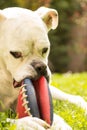 White boxer dog chewing football ball Royalty Free Stock Photo