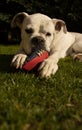 White boxer dog chewing football ball Royalty Free Stock Photo